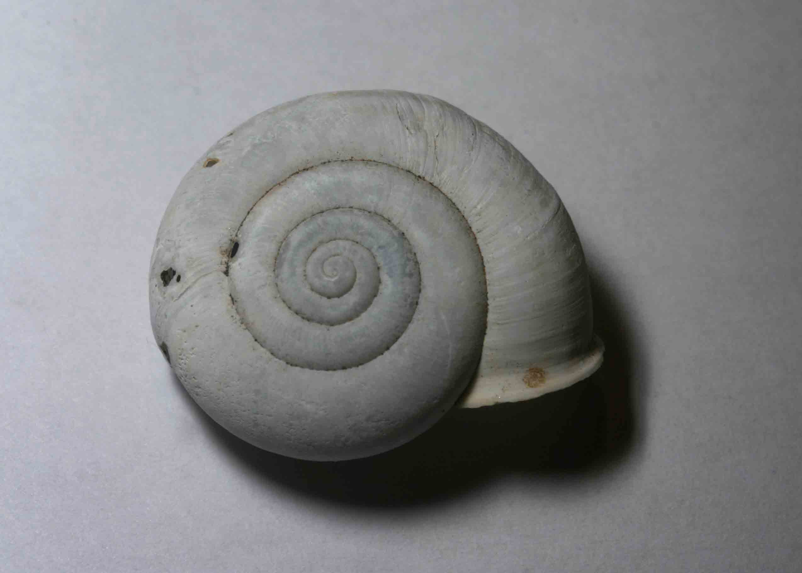 Monte Soratte - Chilostoma (Campylaea) planospira planospira